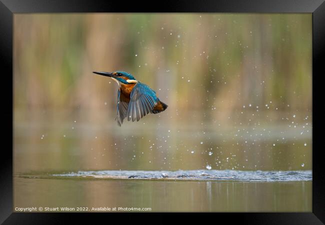 Kingfisher leaves the pond Framed Print by Stuart Wilson