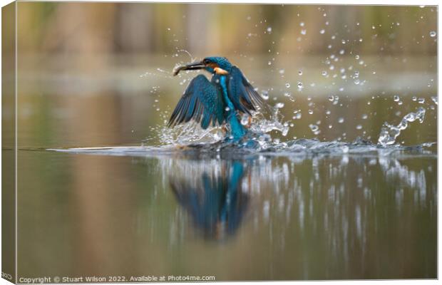 Kingfisher emerges with fish Canvas Print by Stuart Wilson