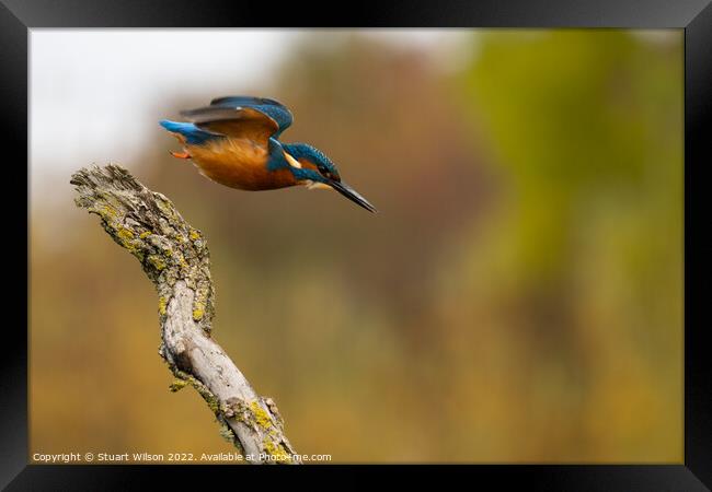 Kingfisher launch Framed Print by Stuart Wilson