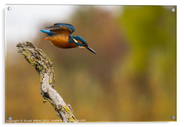 Kingfisher launch Acrylic by Stuart Wilson