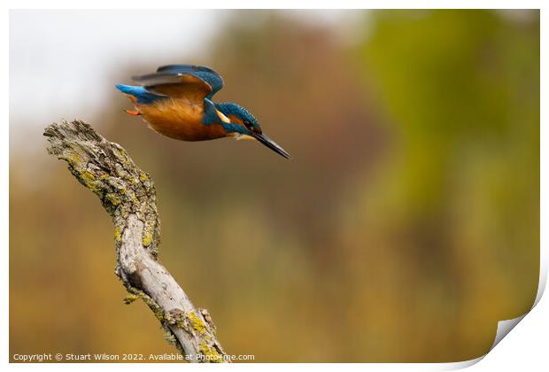 Kingfisher launch Print by Stuart Wilson