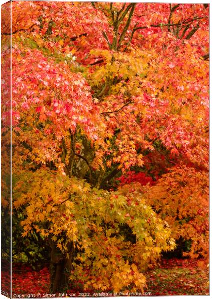 Autumnal Acer trees Canvas Print by Simon Johnson