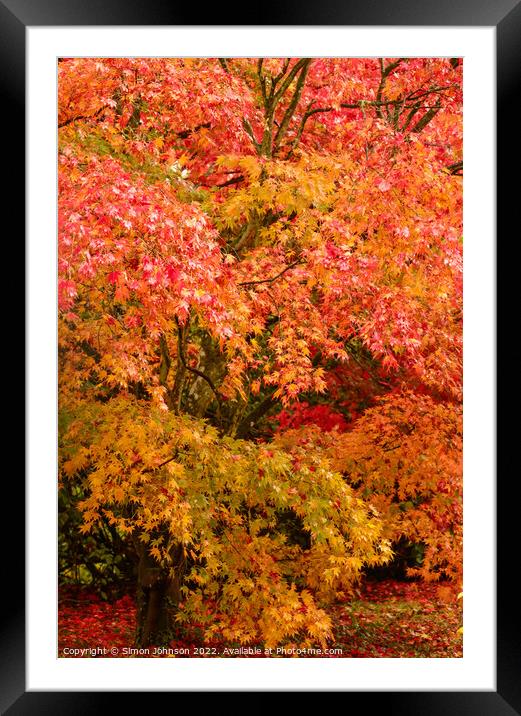 Autumnal Acer trees Framed Mounted Print by Simon Johnson