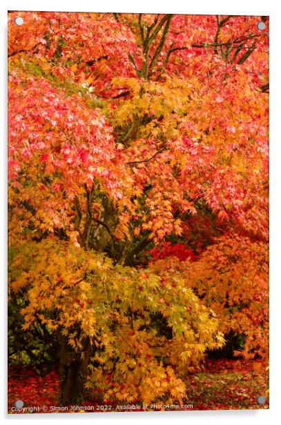 Autumnal Acer trees Acrylic by Simon Johnson