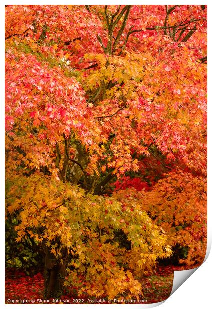 Autumnal Acer trees Print by Simon Johnson