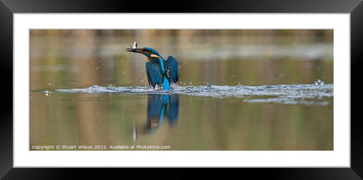 A kingfisher triumphant with catch Framed Mounted Print by Stuart Wilson