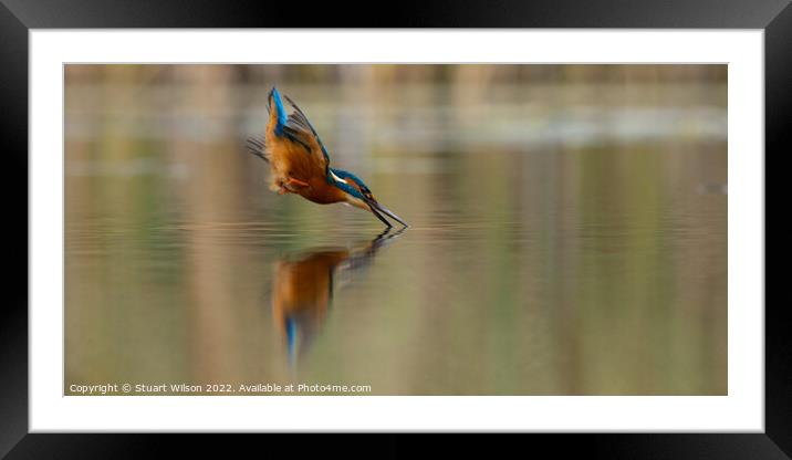 Kingfisher dives for fish Framed Mounted Print by Stuart Wilson