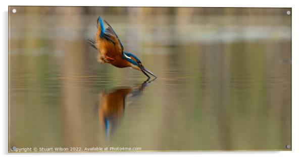 Kingfisher dives for fish Acrylic by Stuart Wilson