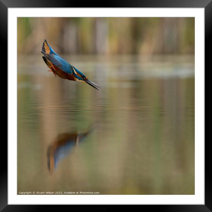 A kingfisher locked on Framed Mounted Print by Stuart Wilson