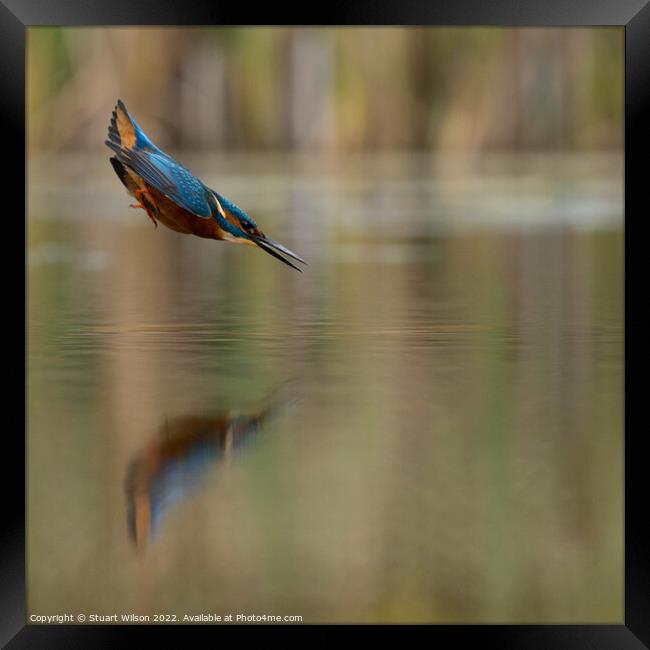 A kingfisher locked on Framed Print by Stuart Wilson