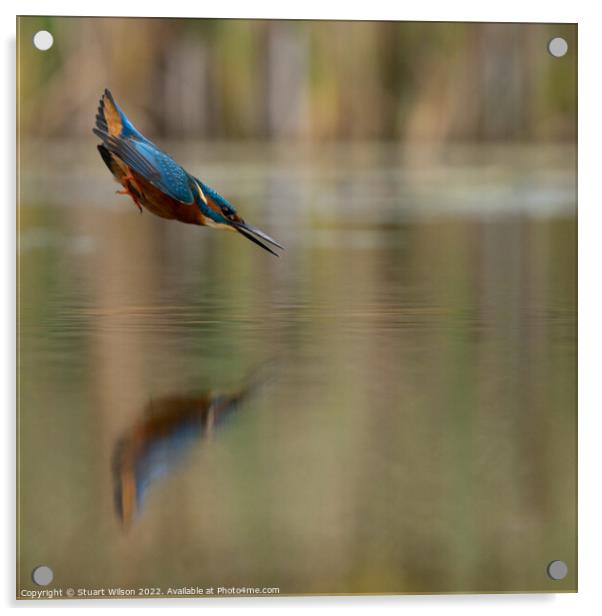A kingfisher locked on Acrylic by Stuart Wilson