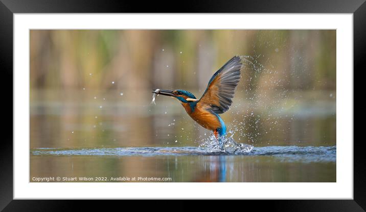 The magnificent kingfisher Framed Mounted Print by Stuart Wilson