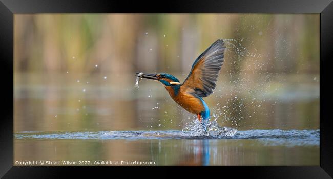 The magnificent kingfisher Framed Print by Stuart Wilson