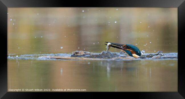 Kingfisher's peek-a-boo Framed Print by Stuart Wilson