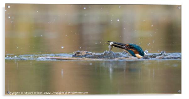 Kingfisher's peek-a-boo Acrylic by Stuart Wilson