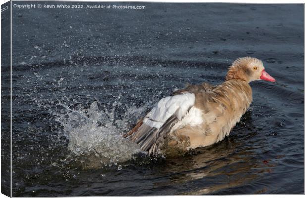 Juvenile Egyptian goose trying out his splashing skills Canvas Print by Kevin White