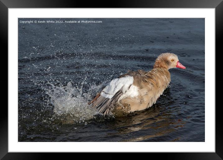 Juvenile Egyptian goose trying out his splashing skills Framed Mounted Print by Kevin White