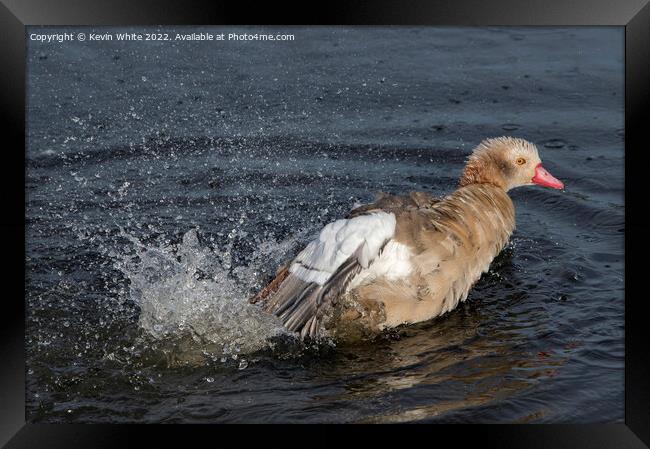 Juvenile Egyptian goose trying out his splashing skills Framed Print by Kevin White