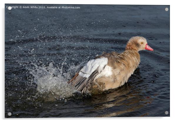 Juvenile Egyptian goose trying out his splashing skills Acrylic by Kevin White