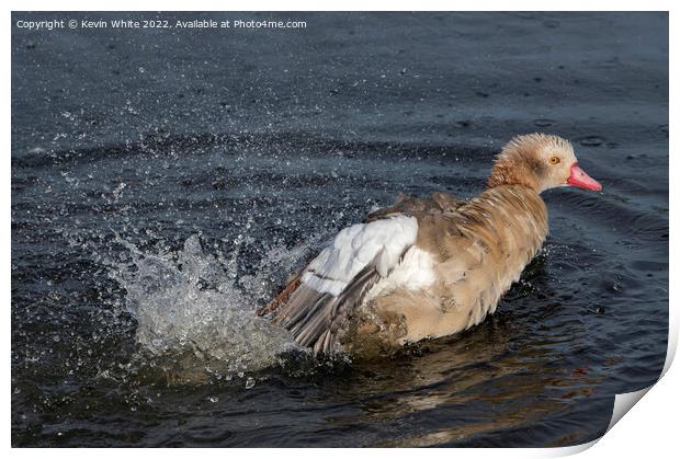 Juvenile Egyptian goose trying out his splashing skills Print by Kevin White