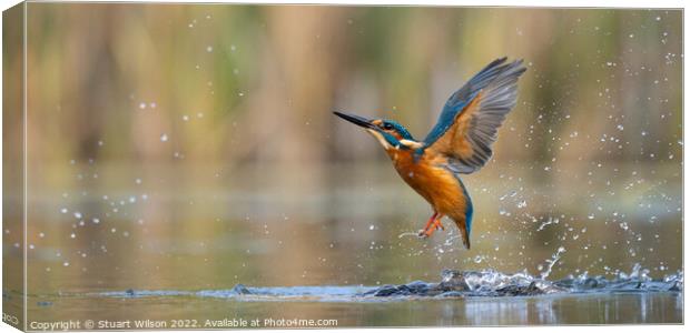 The angelic kingfisher Canvas Print by Stuart Wilson