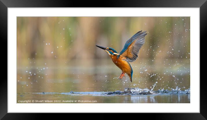 The angelic kingfisher Framed Mounted Print by Stuart Wilson