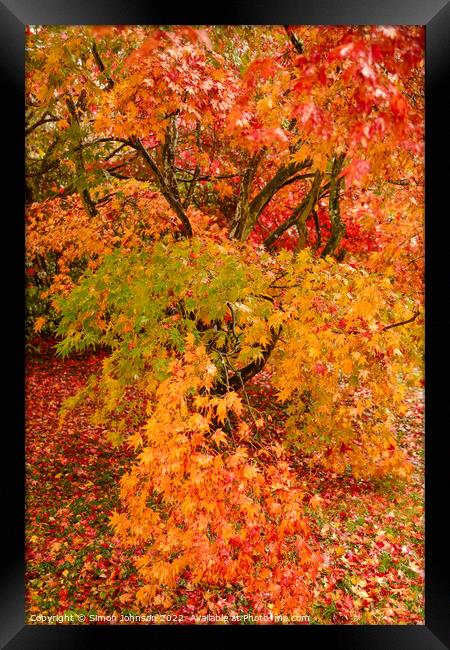 Autumnal leaves Framed Print by Simon Johnson