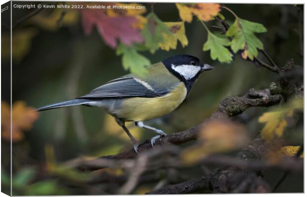 Great Tit and autumn leaves Canvas Print by Kevin White
