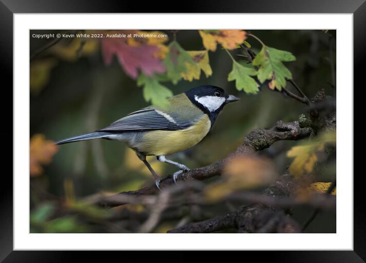 Great Tit and autumn leaves Framed Mounted Print by Kevin White