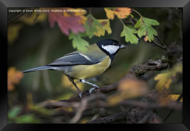 Great Tit and autumn leaves Framed Print by Kevin White