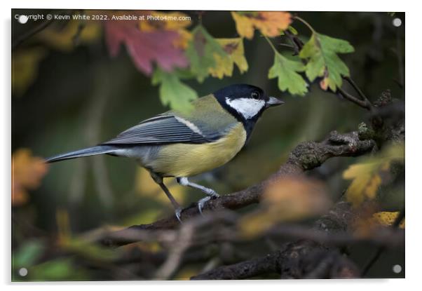 Great Tit and autumn leaves Acrylic by Kevin White