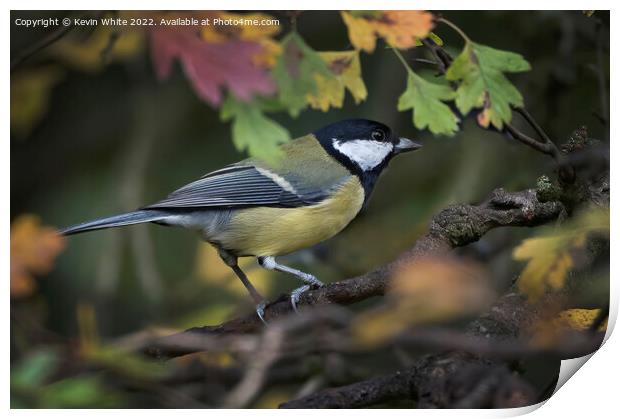Great Tit and autumn leaves Print by Kevin White