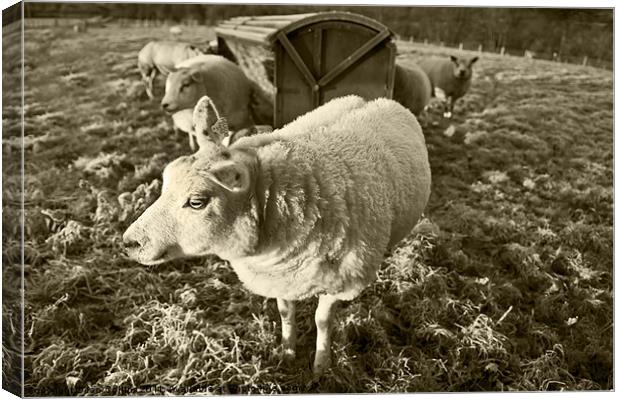 Morning Sheep Canvas Print by Ian Collins