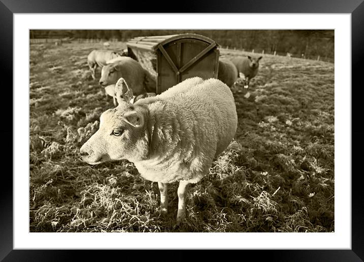 Morning Sheep Framed Mounted Print by Ian Collins