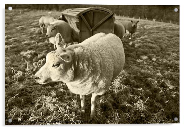 Morning Sheep Acrylic by Ian Collins