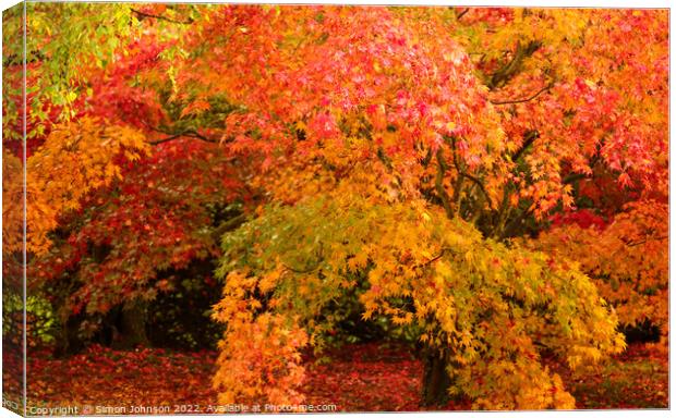 Acer leaves Canvas Print by Simon Johnson