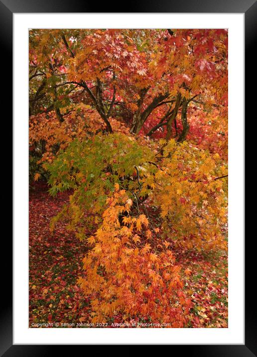 Plant leaves Framed Mounted Print by Simon Johnson