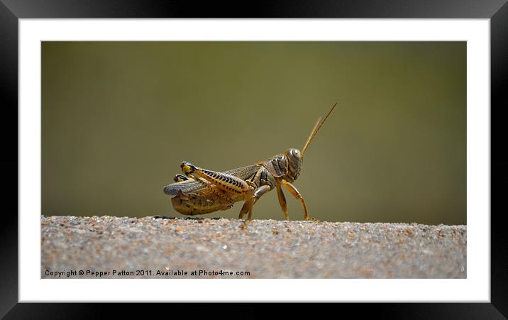 Curious Grasshopper Framed Mounted Print by Pepper Patton
