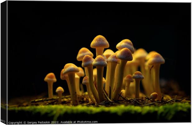 Honey Agaric mushrooms grow on a stump in autumn forest. Group o Canvas Print by Sergey Fedoskin