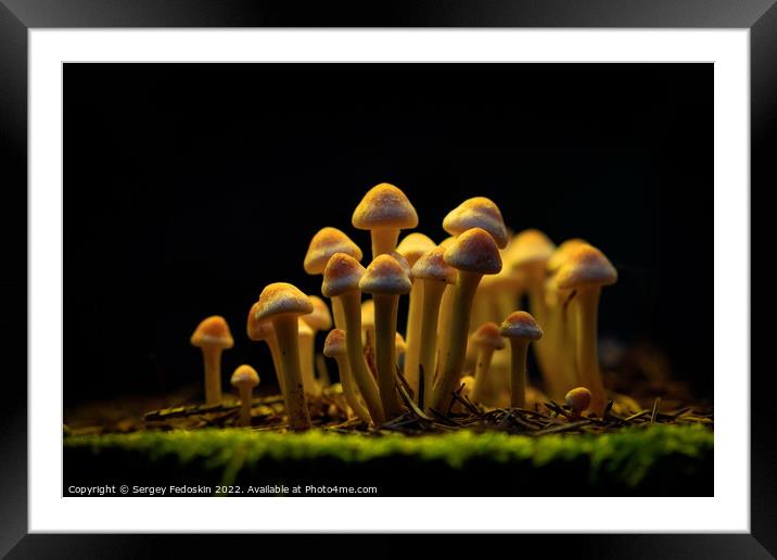 Honey Agaric mushrooms grow on a stump in autumn forest. Group o Framed Mounted Print by Sergey Fedoskin