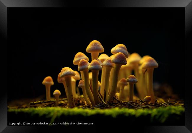 Honey Agaric mushrooms grow on a stump in autumn forest. Group o Framed Print by Sergey Fedoskin