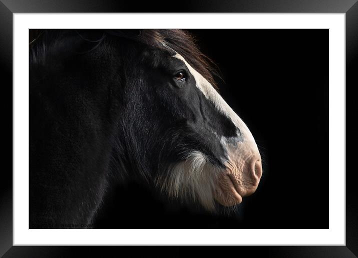 Clydesdale Side Profile Framed Mounted Print by Heather Oliver