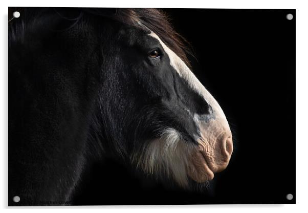 Clydesdale Side Profile Acrylic by Heather Oliver