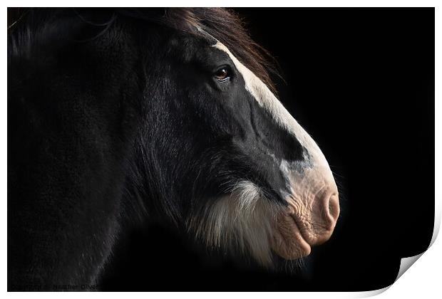 Clydesdale Side Profile Print by Heather Oliver
