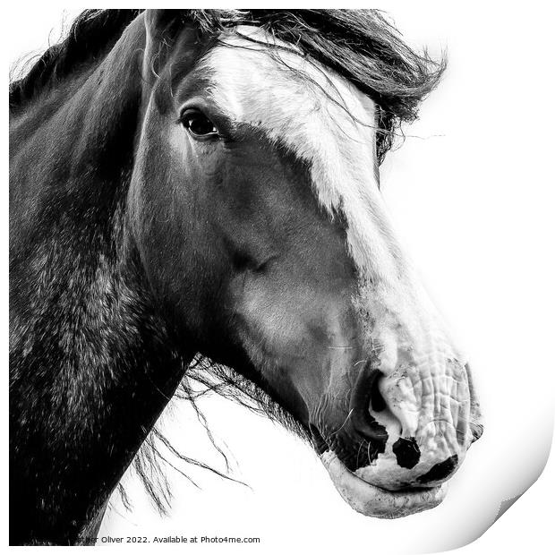 Clydesdale Just Looking Print by Heather Oliver
