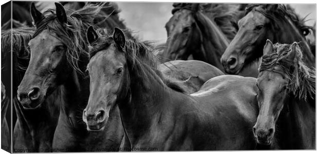 Friesian Horses Gathering Canvas Print by Heather Oliver