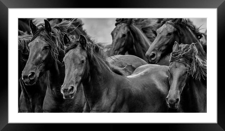 Friesian Horses Gathering Framed Mounted Print by Heather Oliver