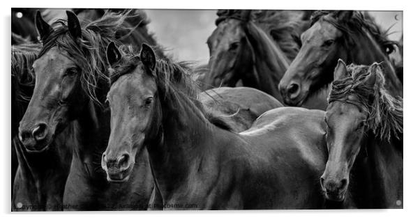 Friesian Horses Gathering Acrylic by Heather Oliver