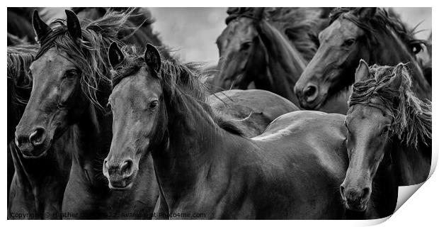 Friesian Horses Gathering Print by Heather Oliver