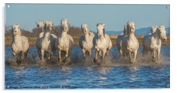 Ten Camargue Horses Acrylic by Heather Oliver